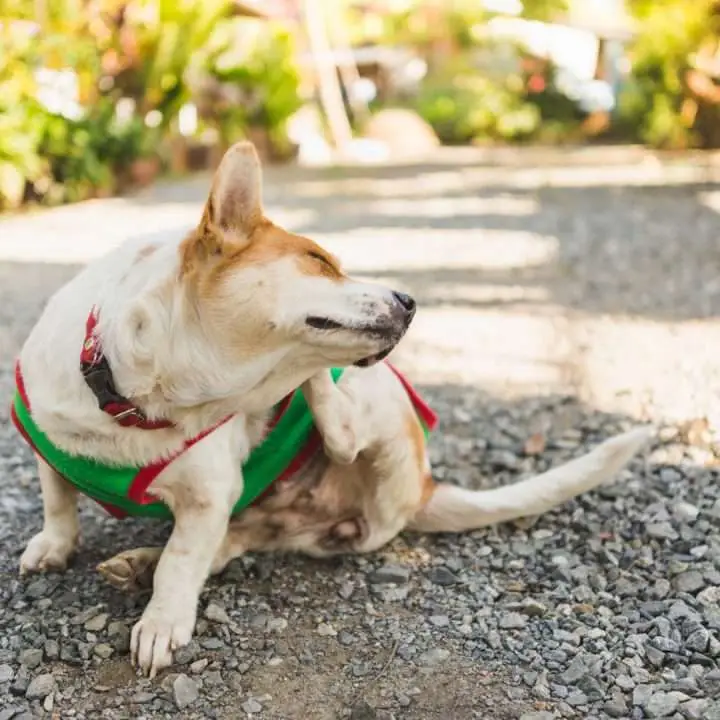 Fleas and Ticks in Sydney