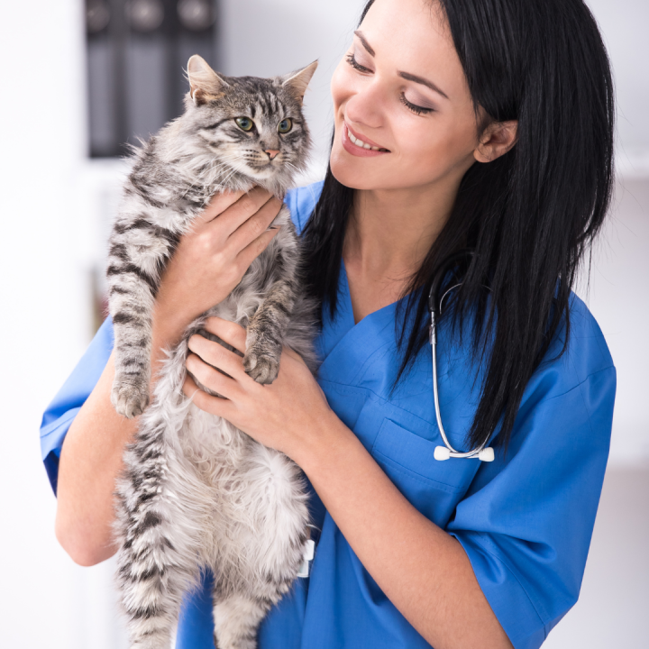 5-reasons-why-vet-check-ups-are-important-blakehurst-vet