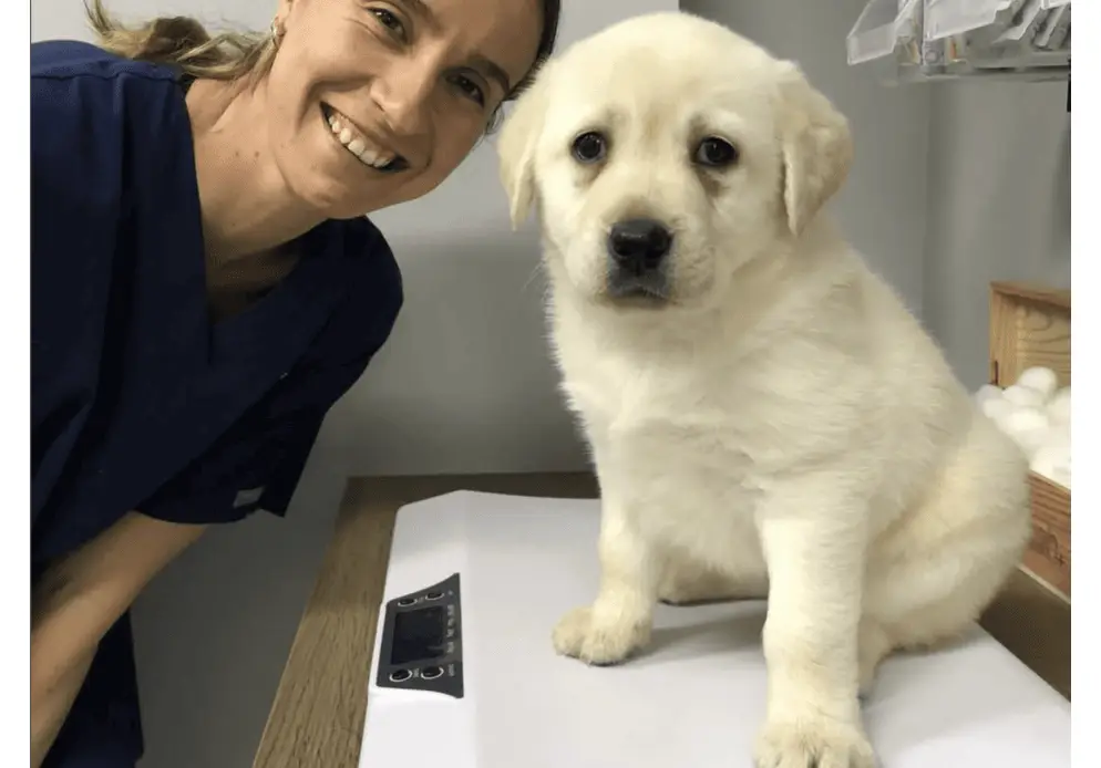 Vet nurse poses with a puppy while it gets weighed during a health check