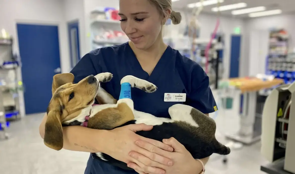 Vet nurse holds a sleepy beagle dog in both arms and looks lovingly at him