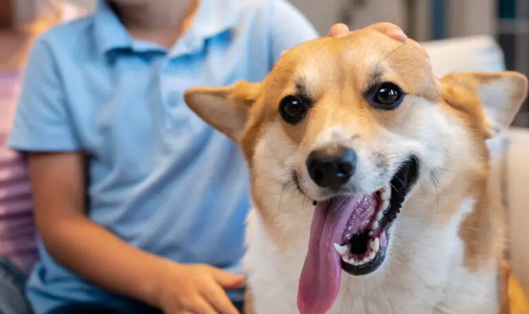 sutherland shire vet