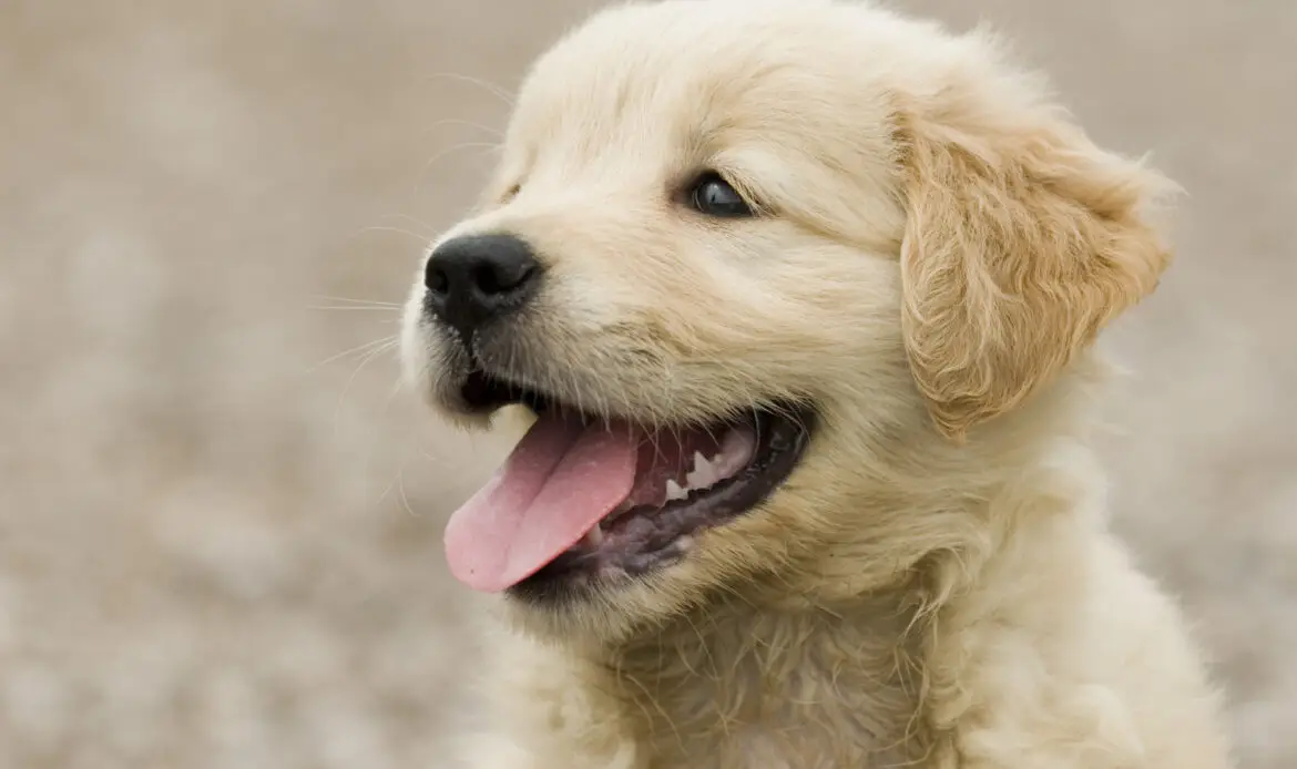 Golden Retriever puppy smiles behind the camera