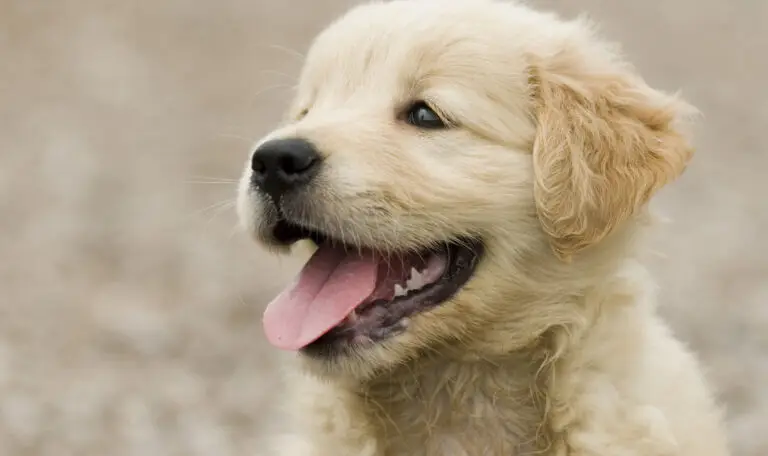 Golden Retriever puppy smiles behind the camera