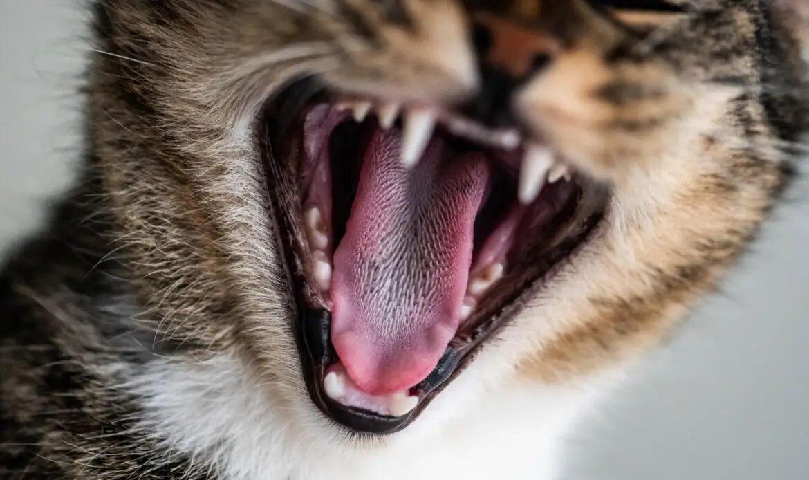 A cat showing its teeth