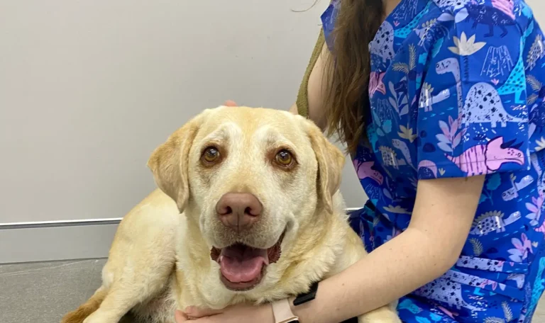 Vet nurse patting a senior Labrador dog