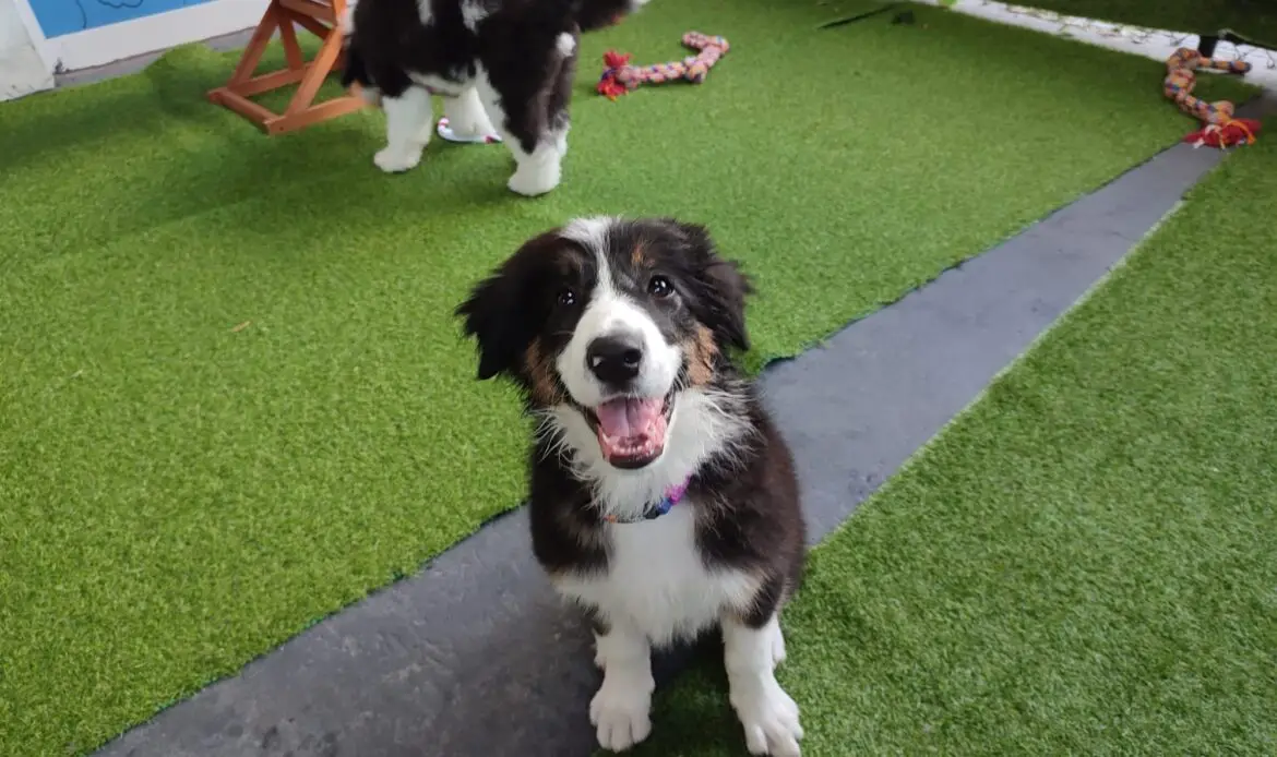 Happy black and white puppy sitting on artificial grass at Puppy Play.