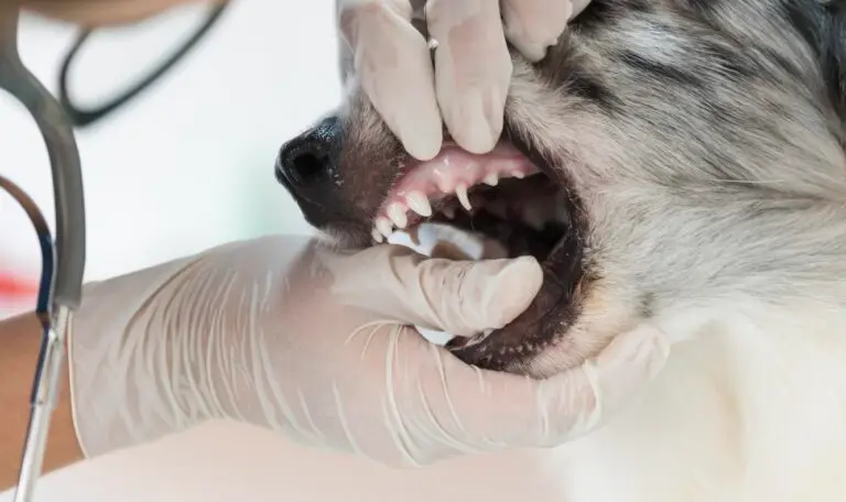 dog teeth cleaning