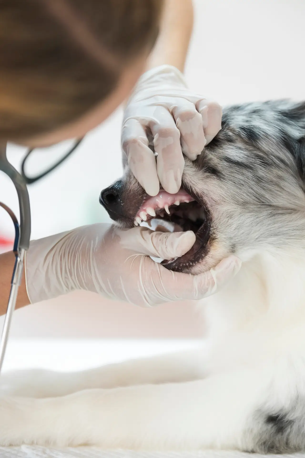 dog teeth cleaning