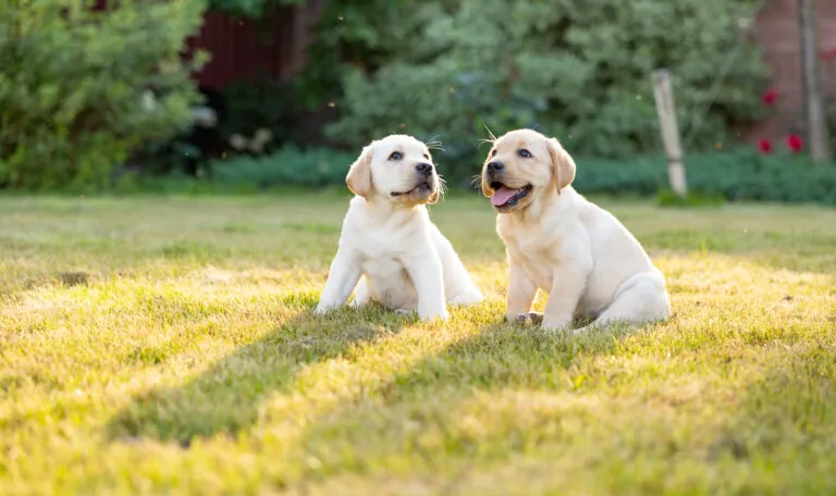 Two Labrador puppies socialising outside on a lawn