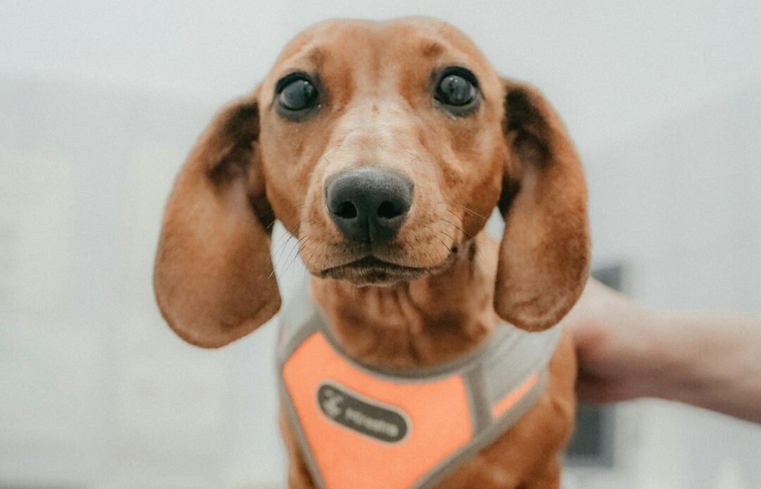 family vet importance