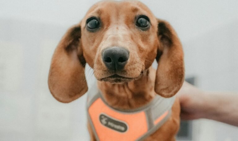 family vet importance