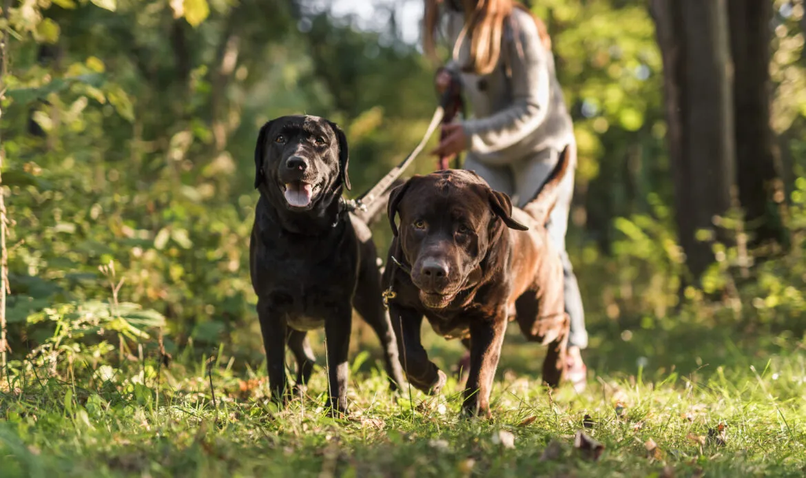 Woman walking her two labradors outdoors