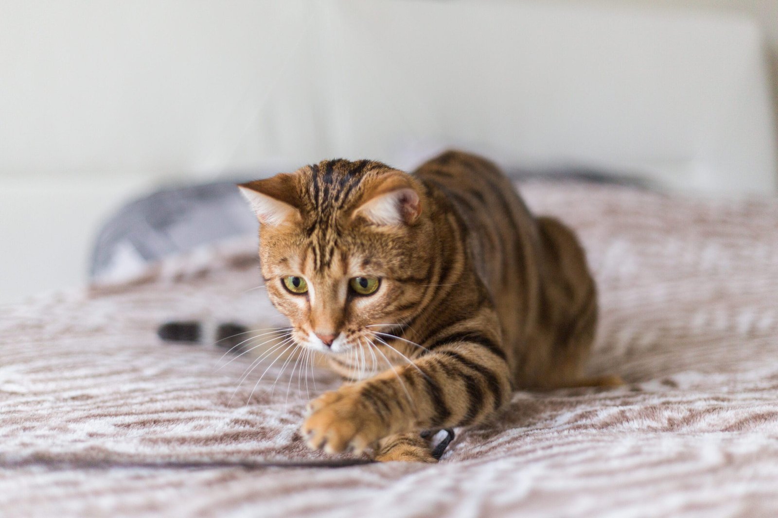 Gallery Detail: Feline Anxiety Cat Anxiety Symptoms Helping Cats Cope With Change