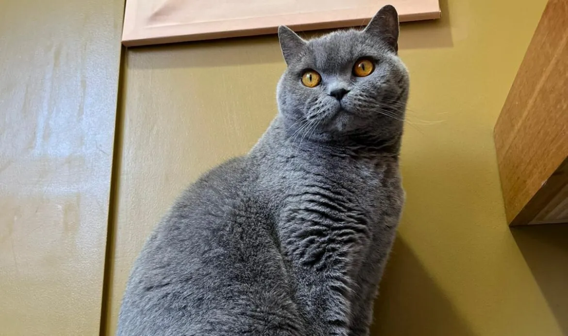 Cat looks out from a perch