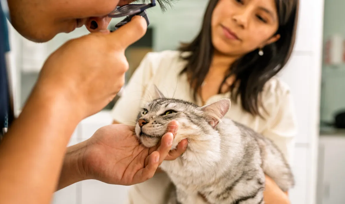Veterinarian closely examines a cat while its owner holds it from behind.