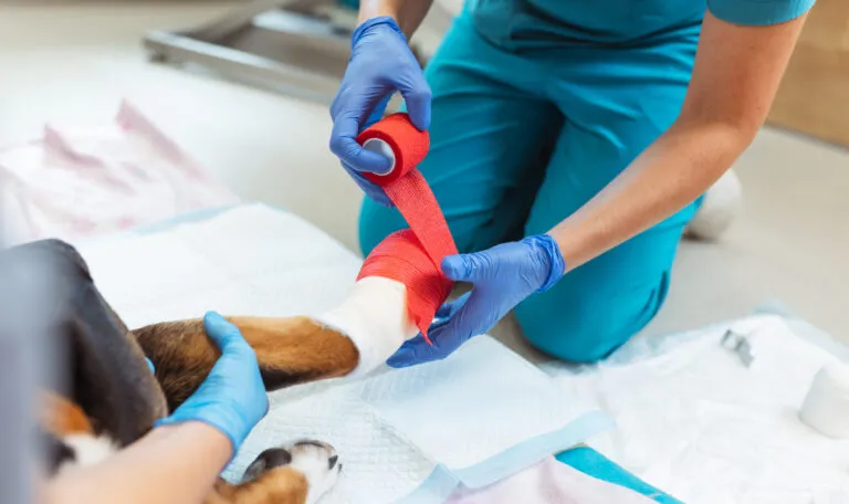 Vet nurse wraps bandage around dog's foot.