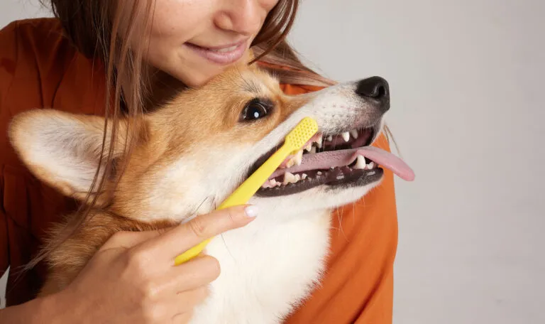 Owner brushing her pet corgi's teeth.