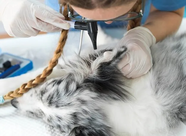 Vet nurse examining a dog's ear.