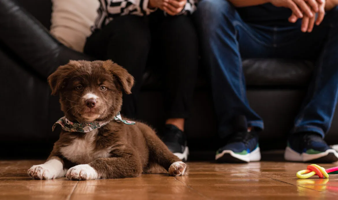 Couple sat above their new puppy