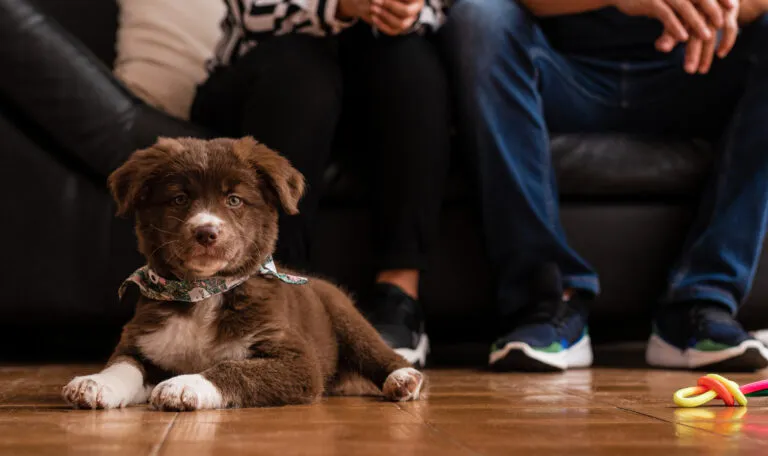 Couple sat above their new puppy