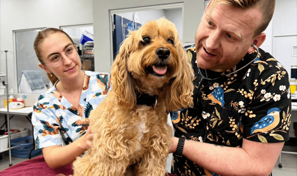 Two veterinary nurses examining a dog