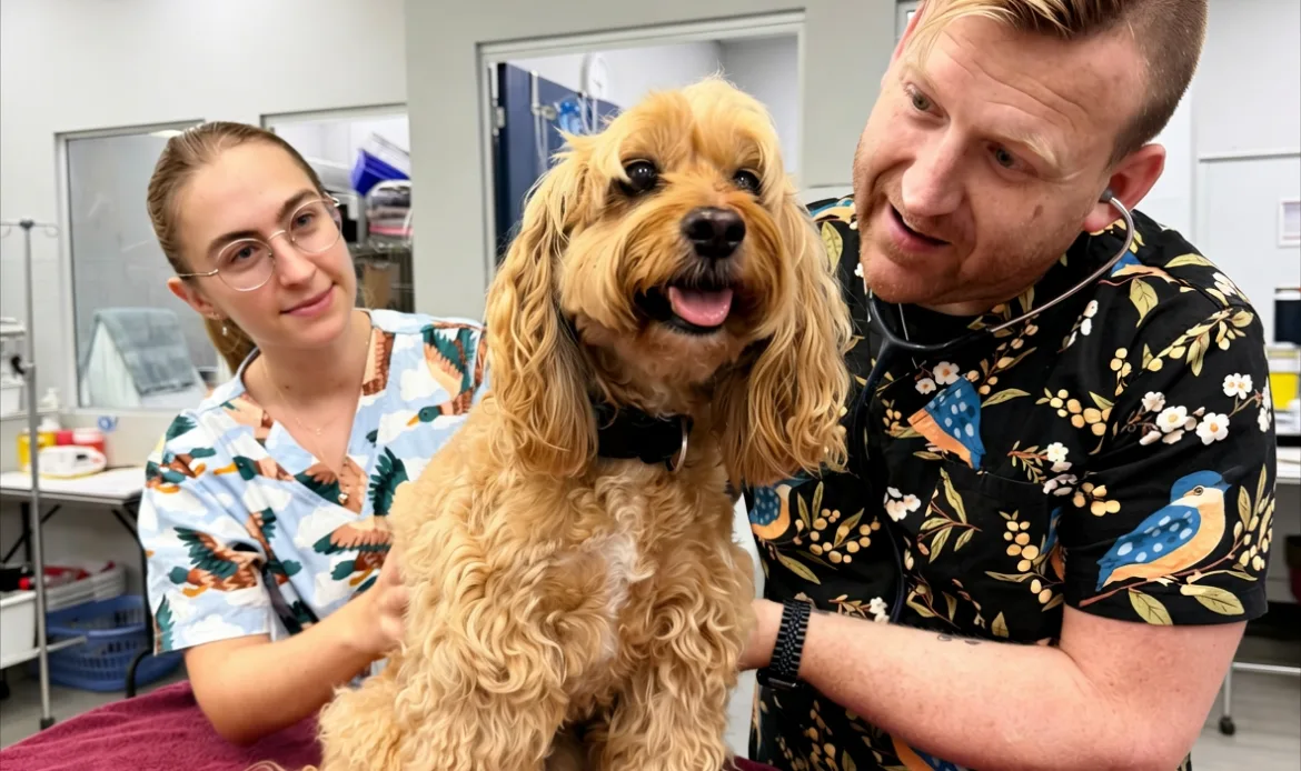 Two veterinary nurses examining a dog
