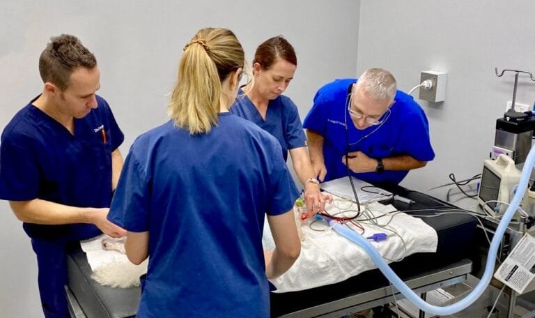 Vet and nurses setting up for surgery in a veterinary clinic.