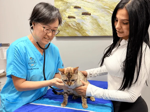 Veterinarian examining a cat with its owner during a health check at Blakehurst Vet.