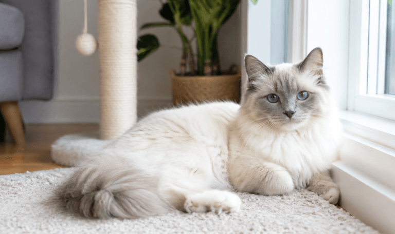 Indoor cat on a windowsill in Sydney