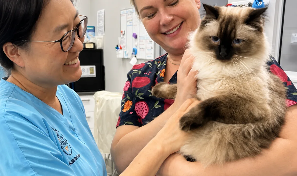 Dr Catherine and a nurse treating a cat patient at Blakehurst Vet