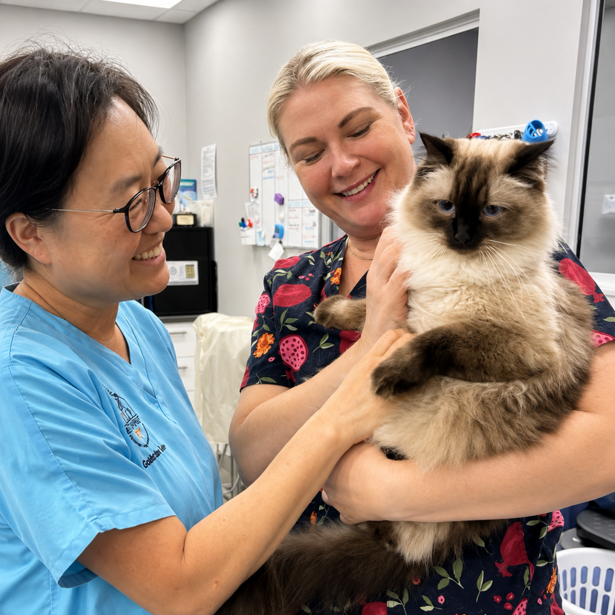 Dr Catherine and a nurse treating a cat patient at Blakehurst Vet