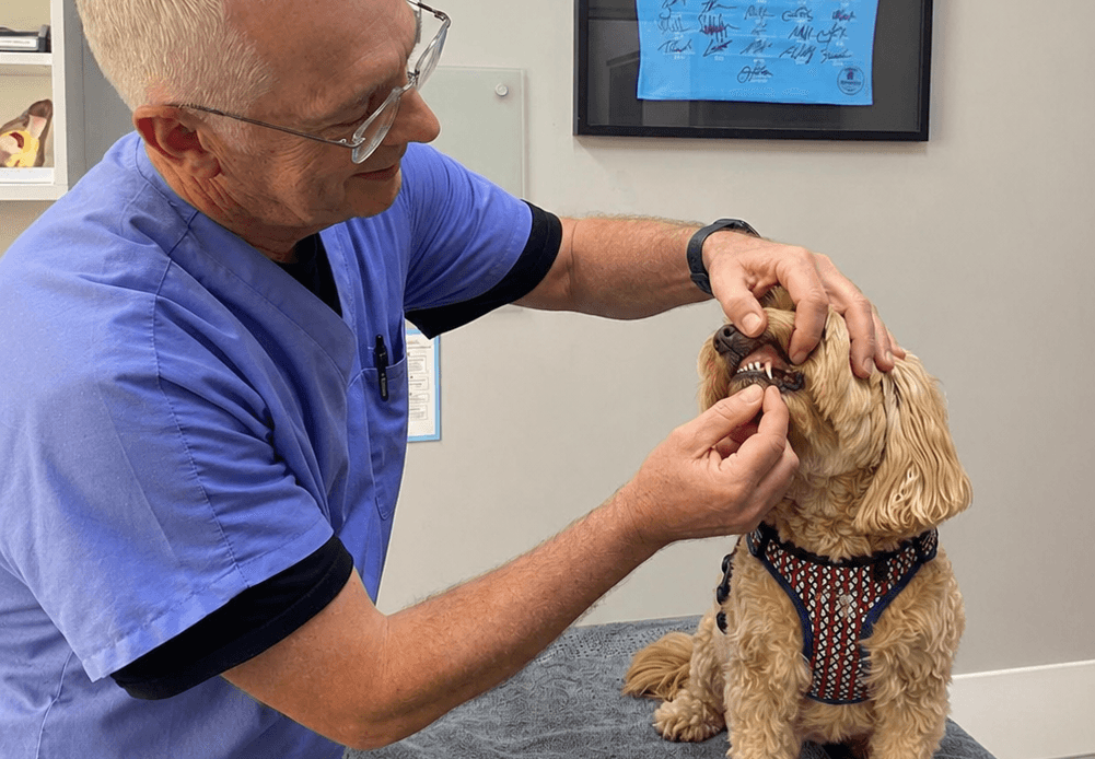 Dr Hamish conducting a dental check at Blakehurst Vet