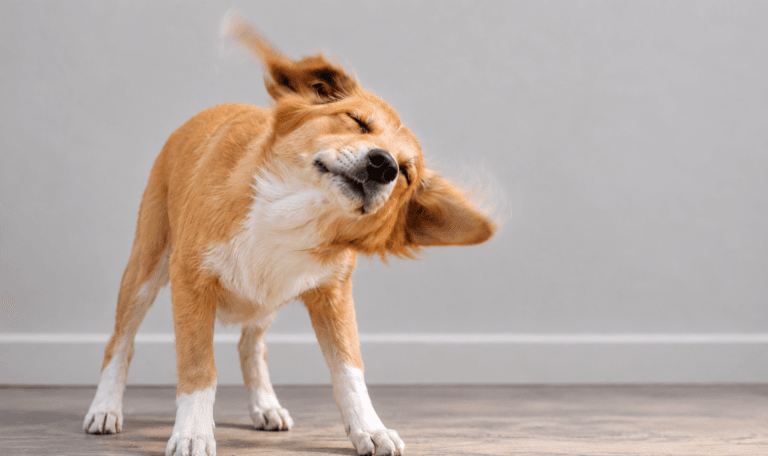 Learn why your dog might be shaking its head with Blakehurst Vet