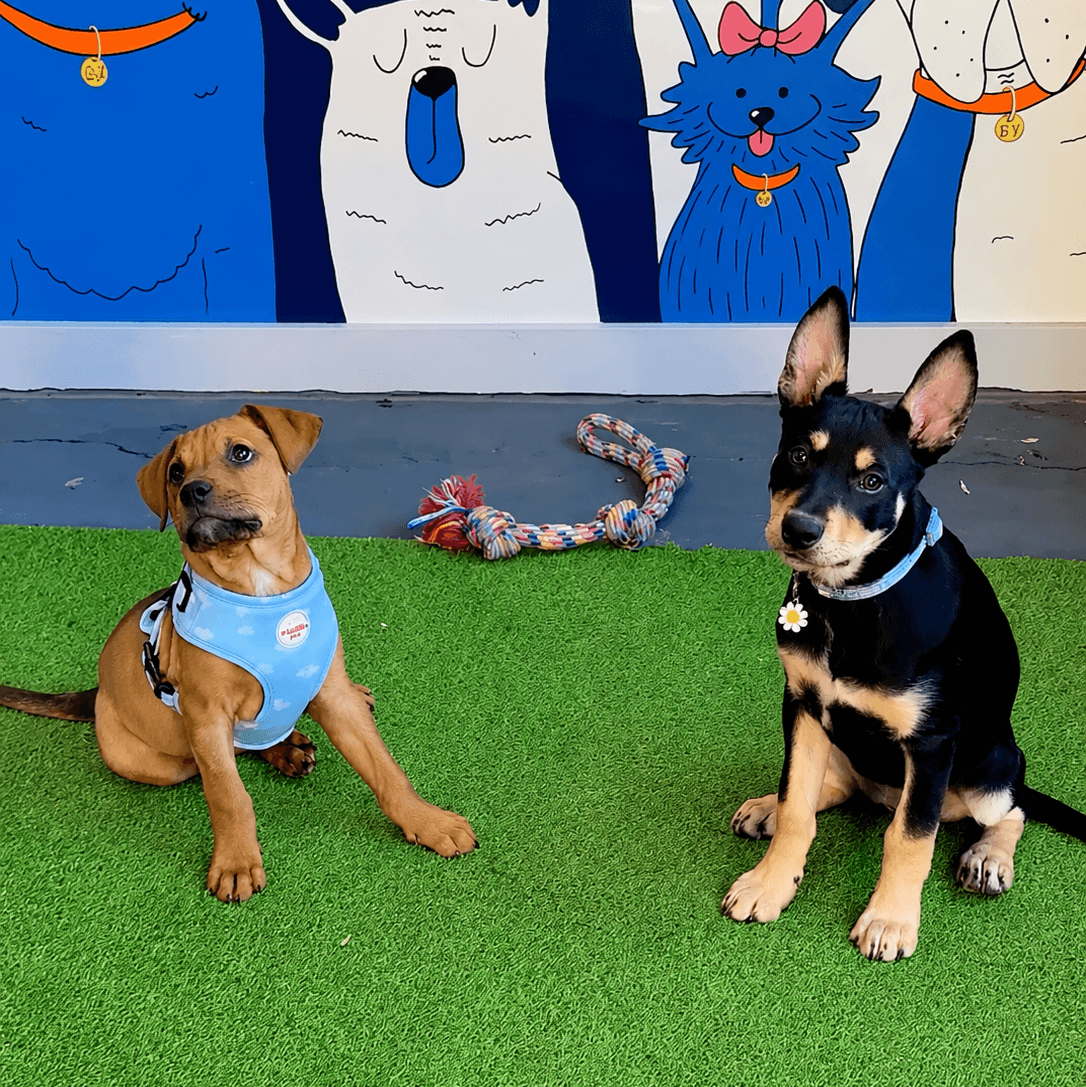 Two puppies playing at Puppy Play.