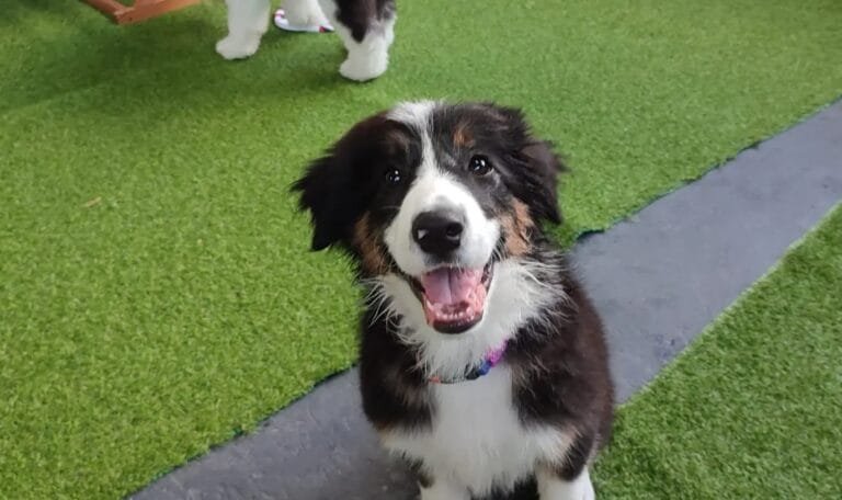 Puppy Play at Blakehurst Vet