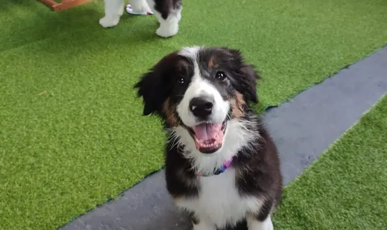 Puppy Play at Blakehurst Vet