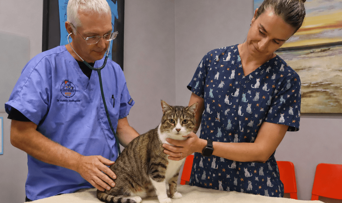 Dr Hamish has a cancer consult with a cat.