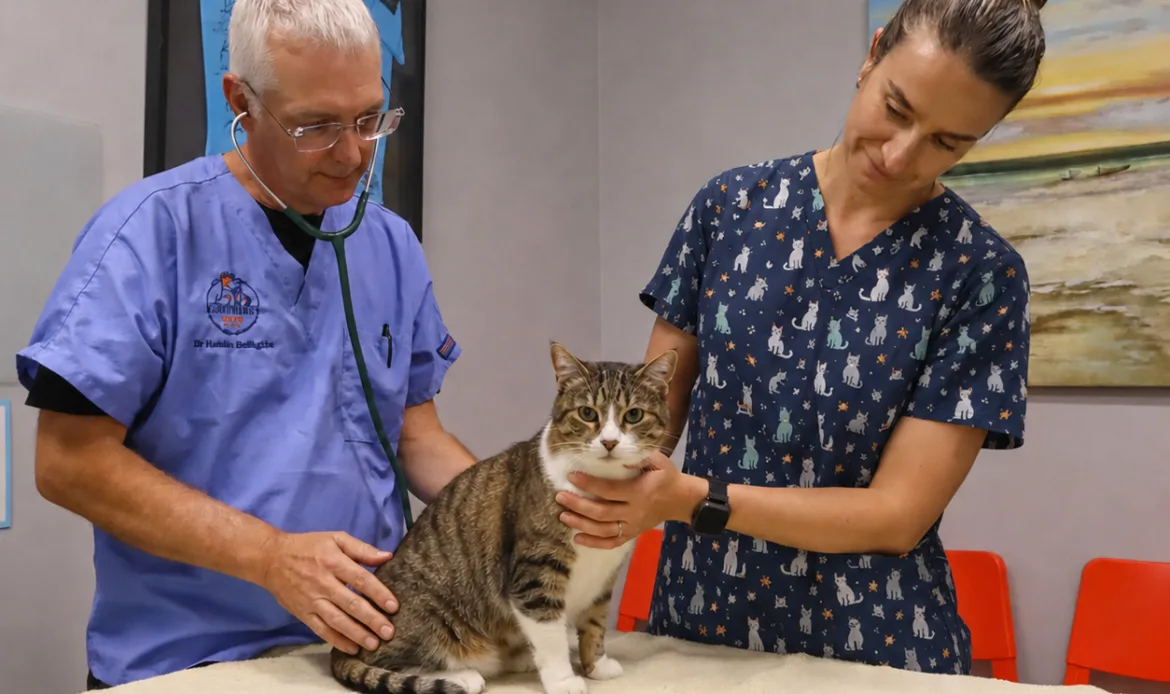 Dr Hamish has a cancer consult with a cat.