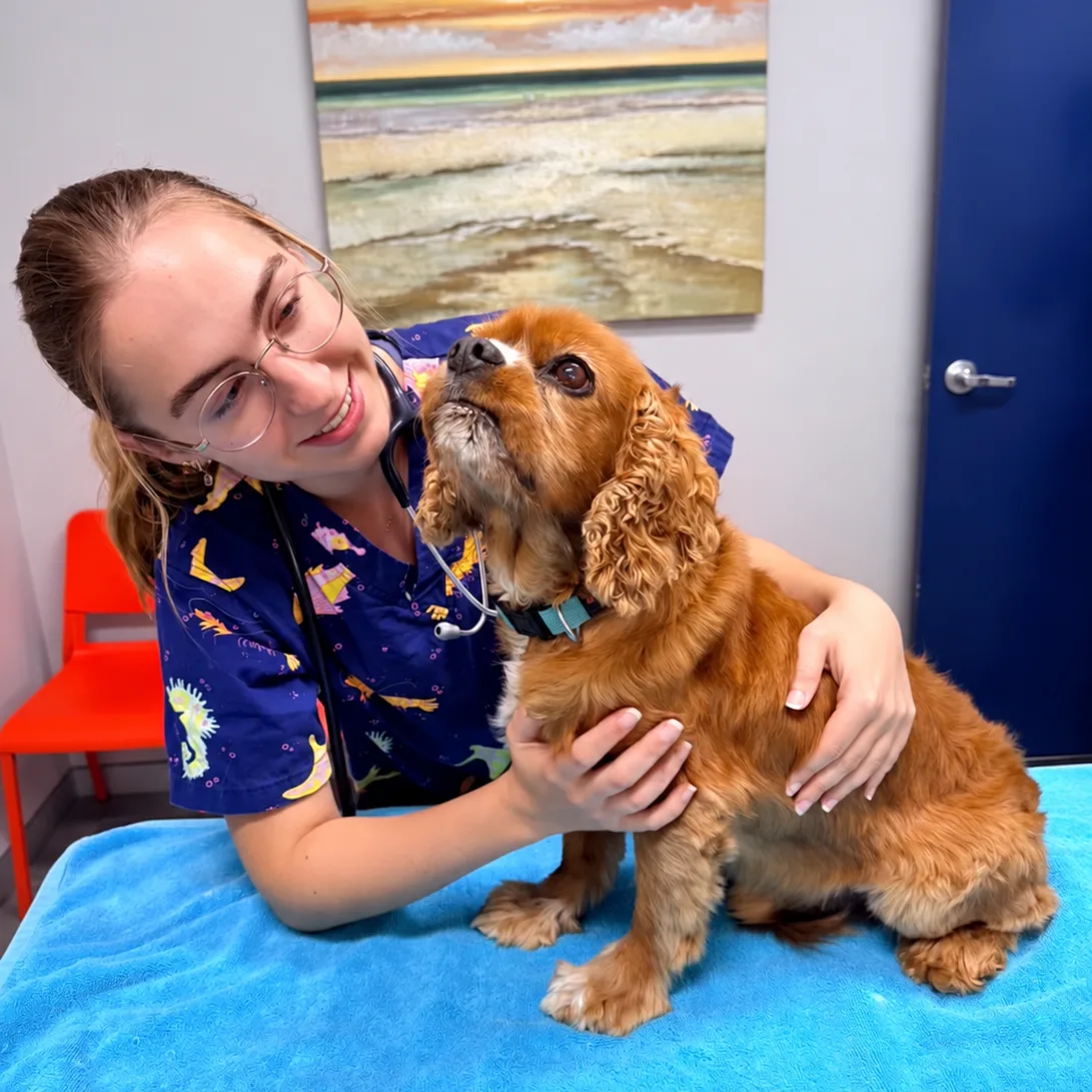 A dog with a nurse during an annual health check at Blakehurst vet