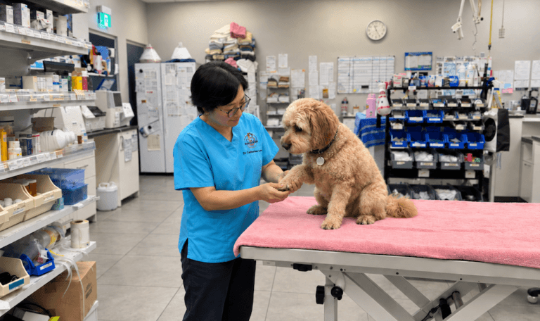 Dr Catherine examining a dog with a limp at Blakehurst Vet