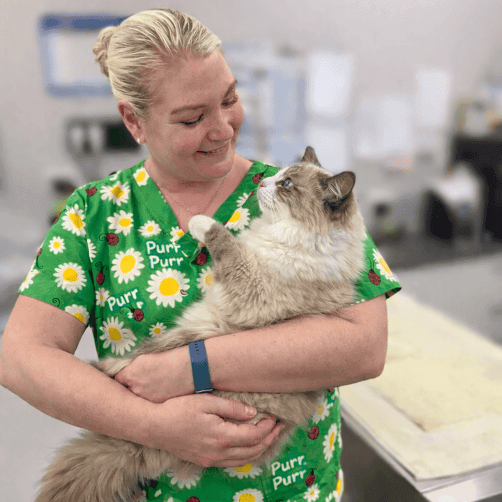 Senior cat care at Blakehurst vet