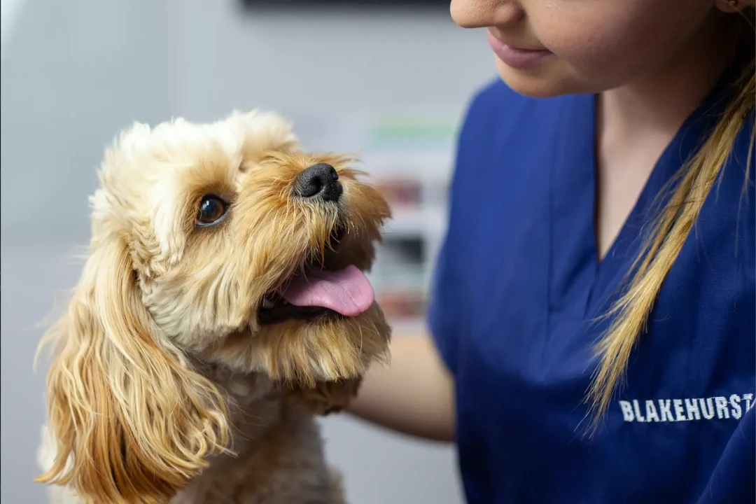 vet hospital allergies